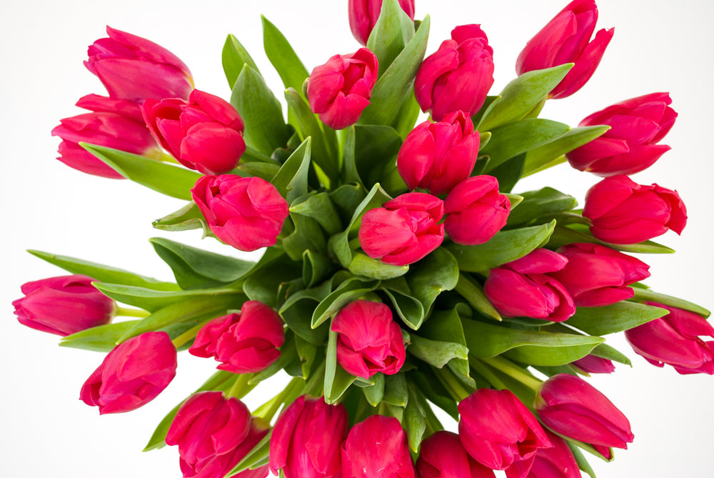 Keep Your Tulips Looking Their Best