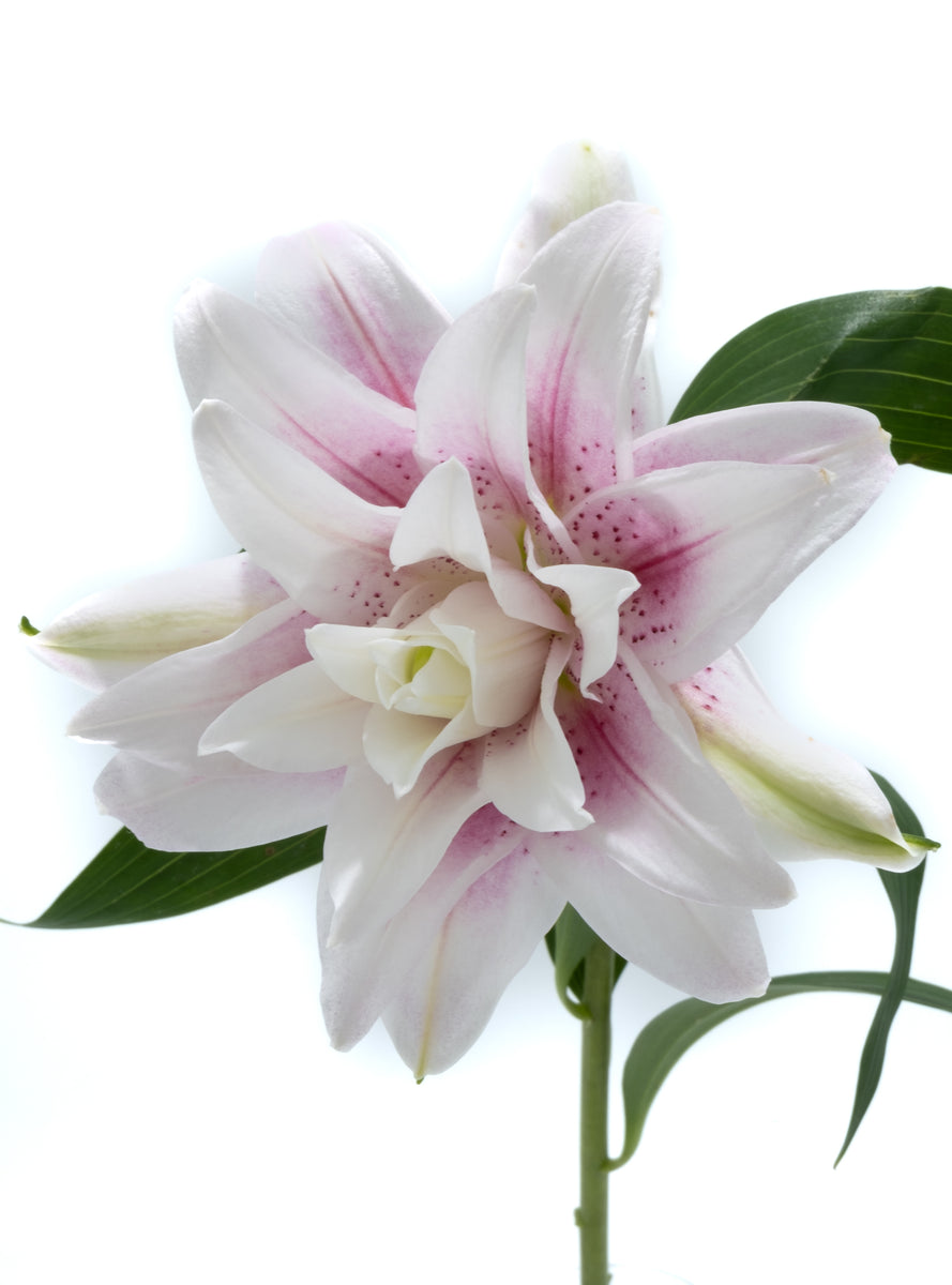 Pink Oriental Lily – Family Flowers Inc