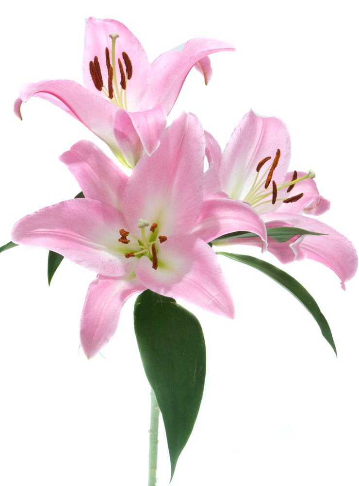 
                  
                    Load image into Gallery viewer, Pink Oriental Lily
                  
                