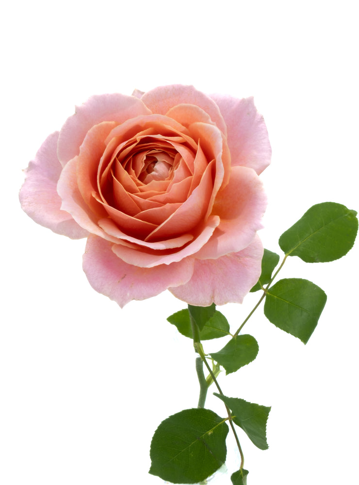 Romantic Antike Rose
