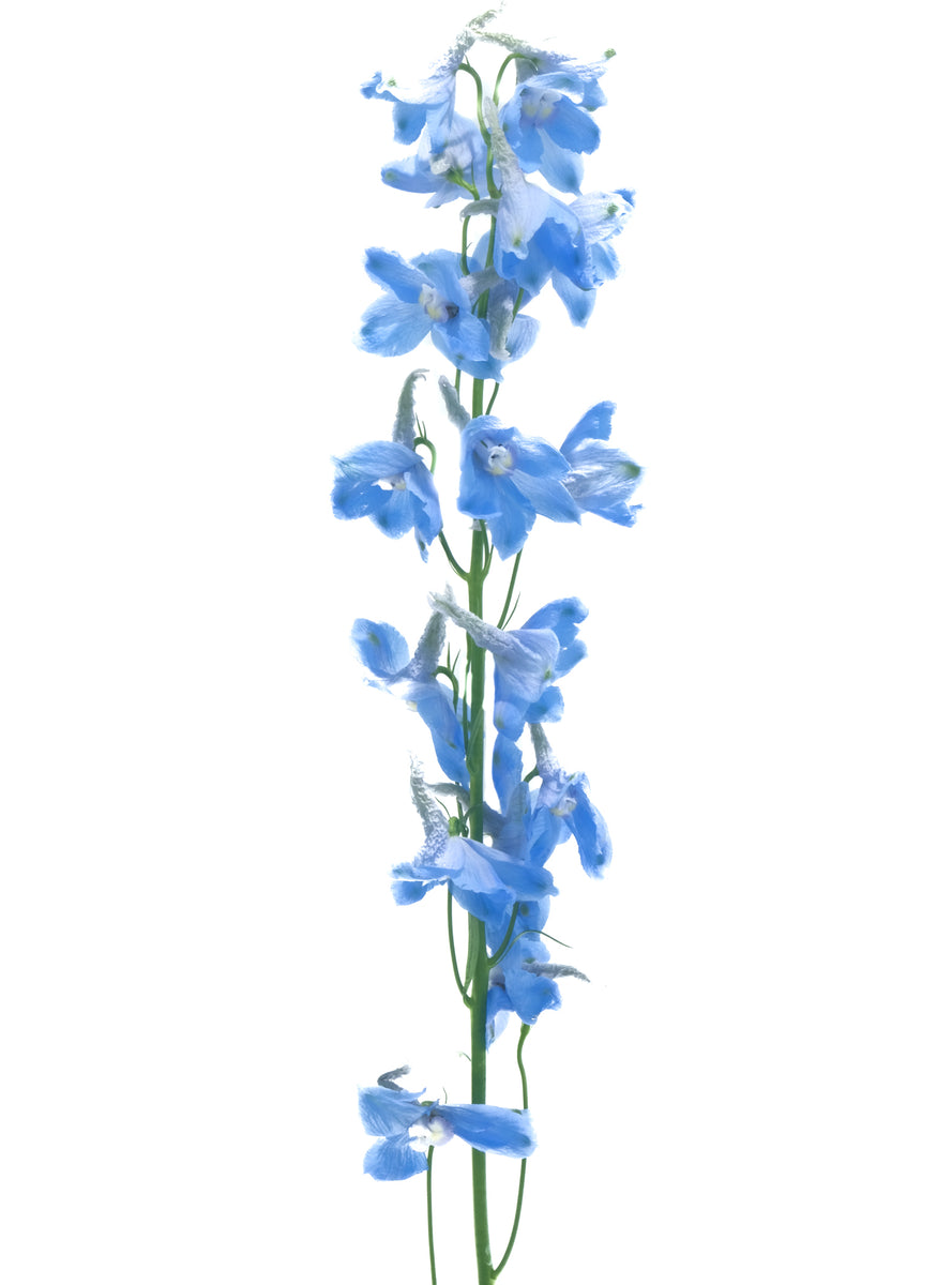 Delphinium Sky Waltz – Cultivars