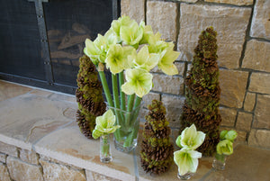 
                  
                    Load image into Gallery viewer, Avalanche Amaryllis
                  
                