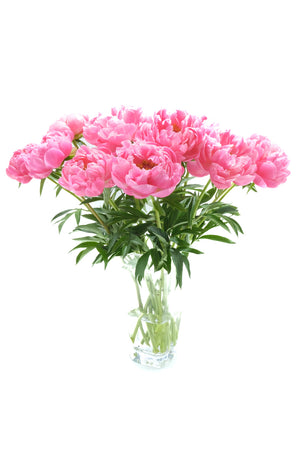 
                  
                    Load image into Gallery viewer, Coral Charm Peony
                  
                