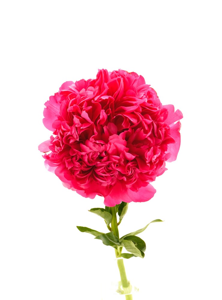 
                  
                    Load image into Gallery viewer, Command Performance Peony
                  
                