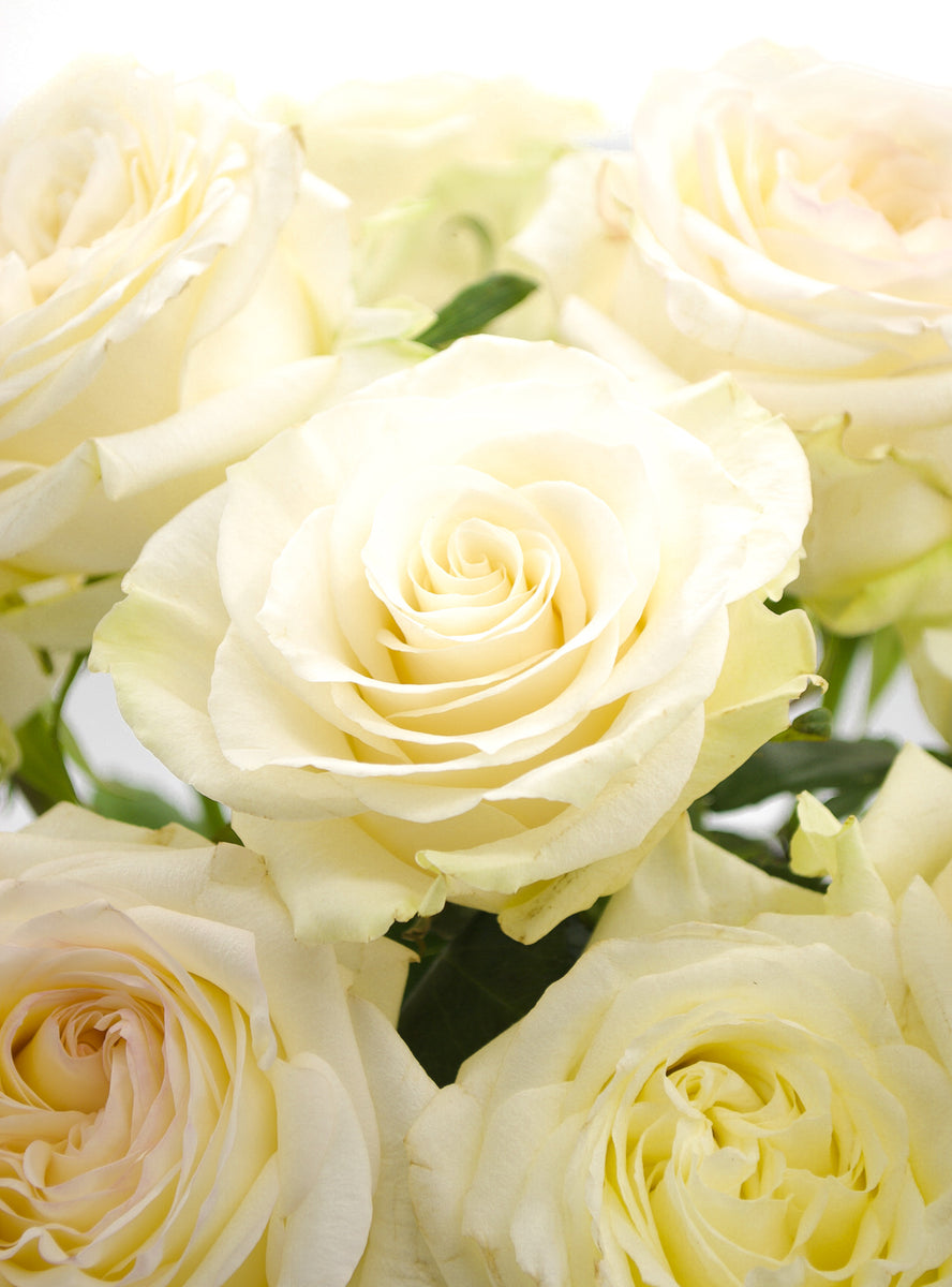 Cream Rose Variety Box – Cultivars