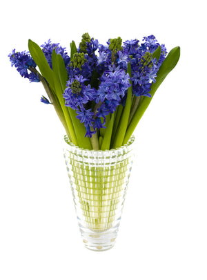 
                  
                    Load image into Gallery viewer, Delft Blue Hyacinth
                  
                