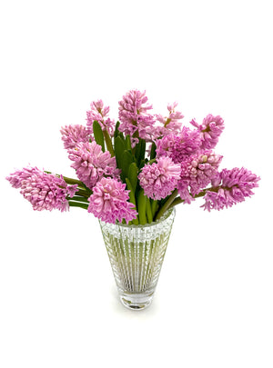 
                  
                    Load image into Gallery viewer, Pink Hyacinth
                  
                
