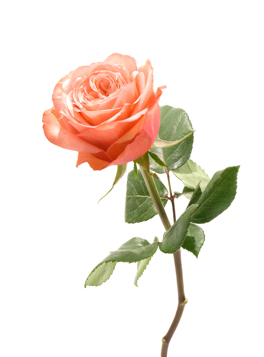 Kahala Rose – Cultivars