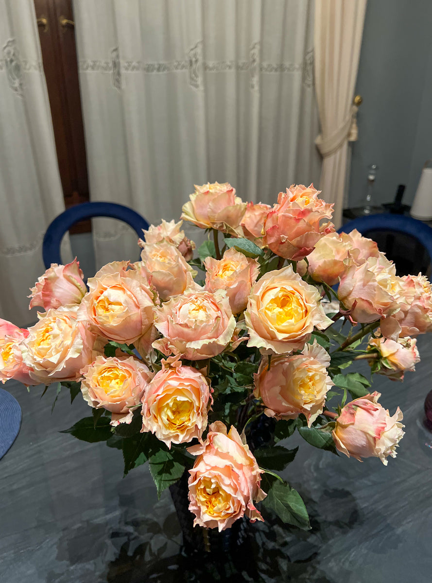 Shine On Rose – Cultivars Shine On Rose – Cultivars