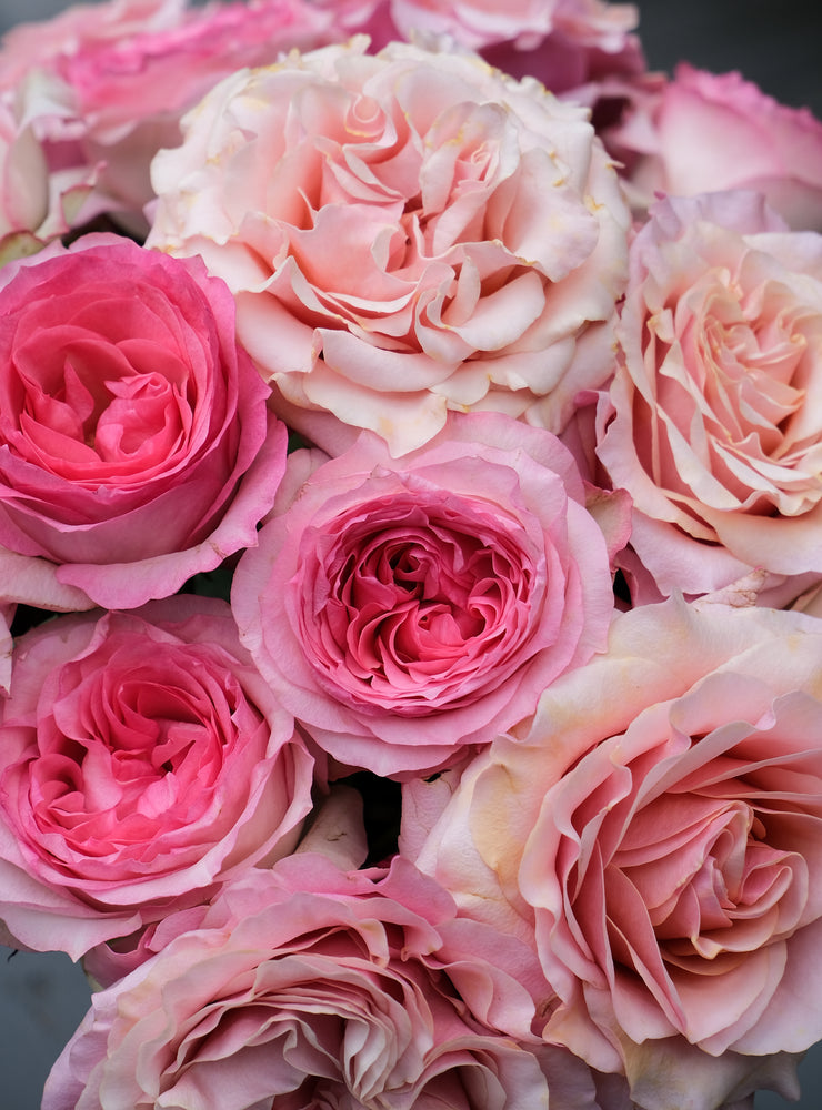 
                  
                    Load image into Gallery viewer, Pink Garden Rose Variety Box
                  
                