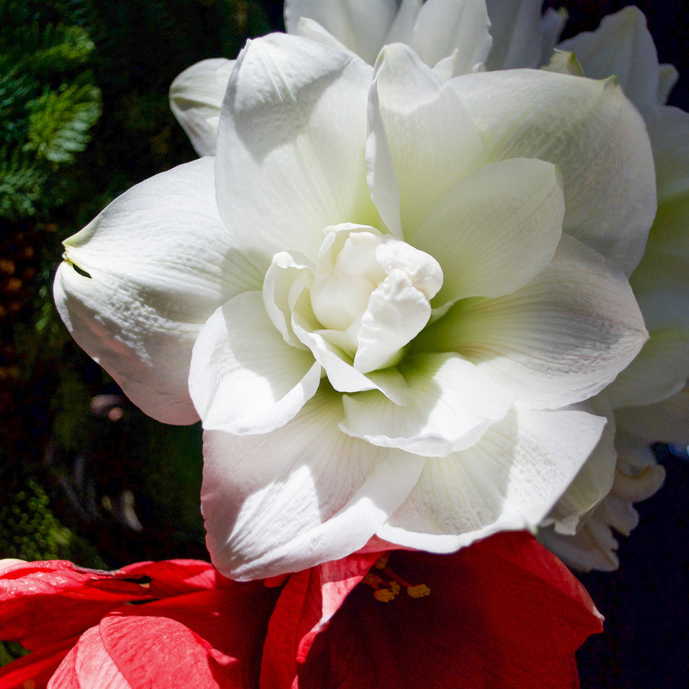 Amaryllis, The Art and Soul of Winter