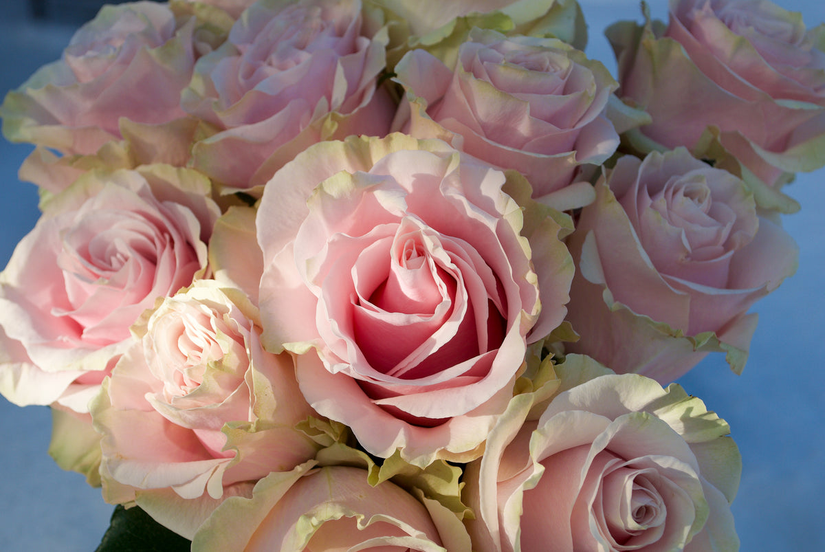 Optimize Your Rose Experience – Cultivars
