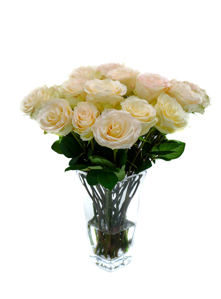 Cream Esperance Rose
