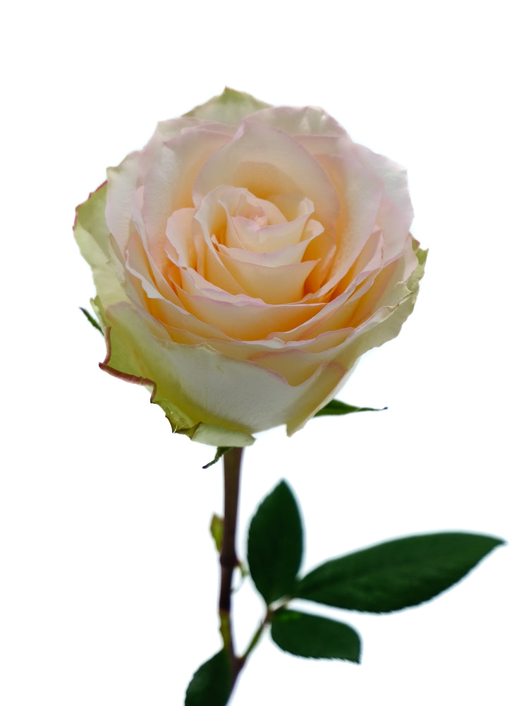 Cream Esperance Rose