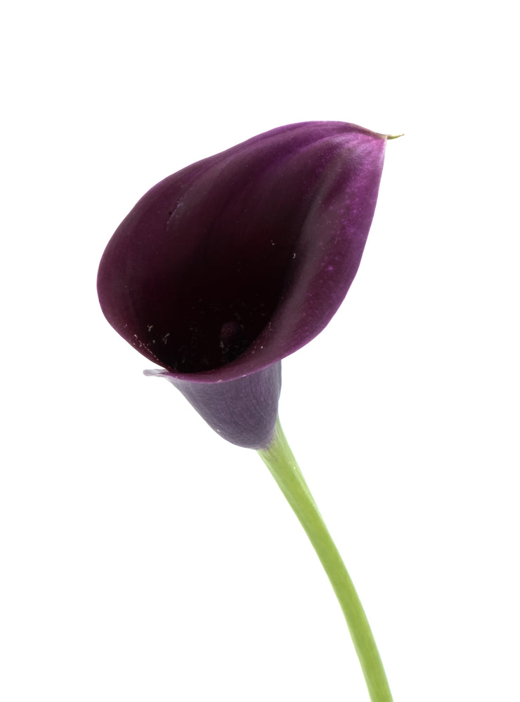 
                  
                    Load image into Gallery viewer, Dark Purple Calla Lily
                  
                