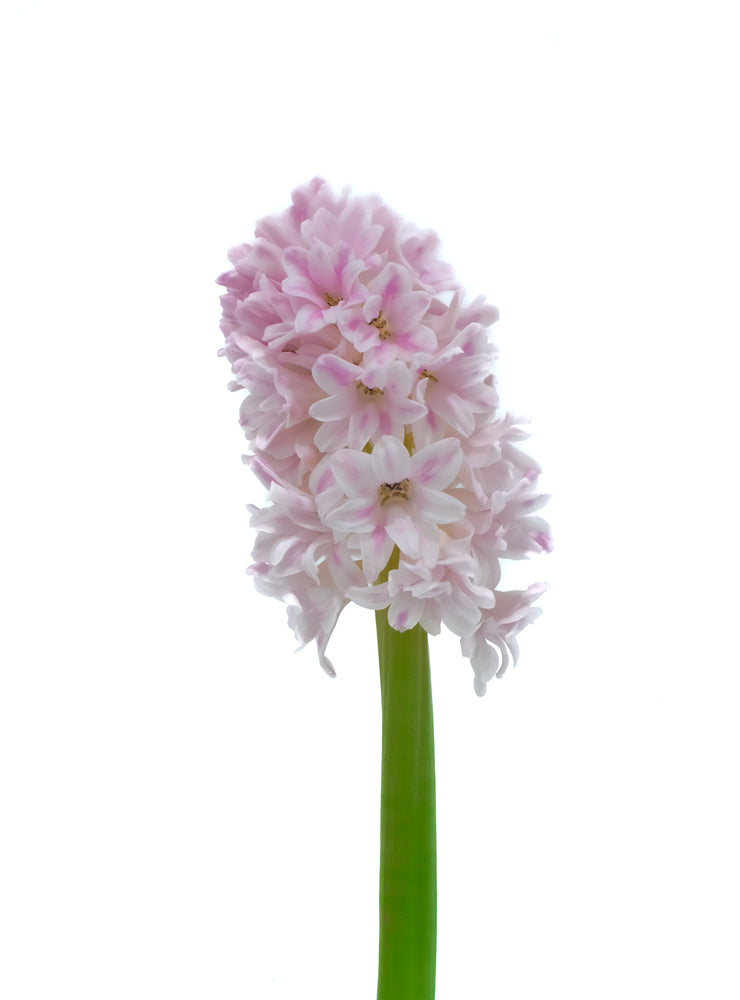 Pink Hyacinth