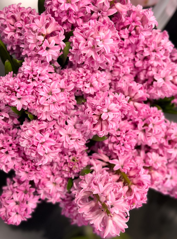 
                  
                    Load image into Gallery viewer, Pink Hyacinth
                  
                