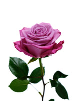 Moody Blues Rose