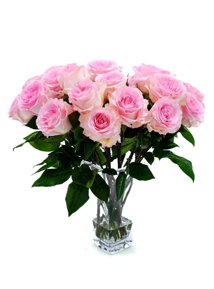 Mondella Roses Mandala Rose – Cultivars