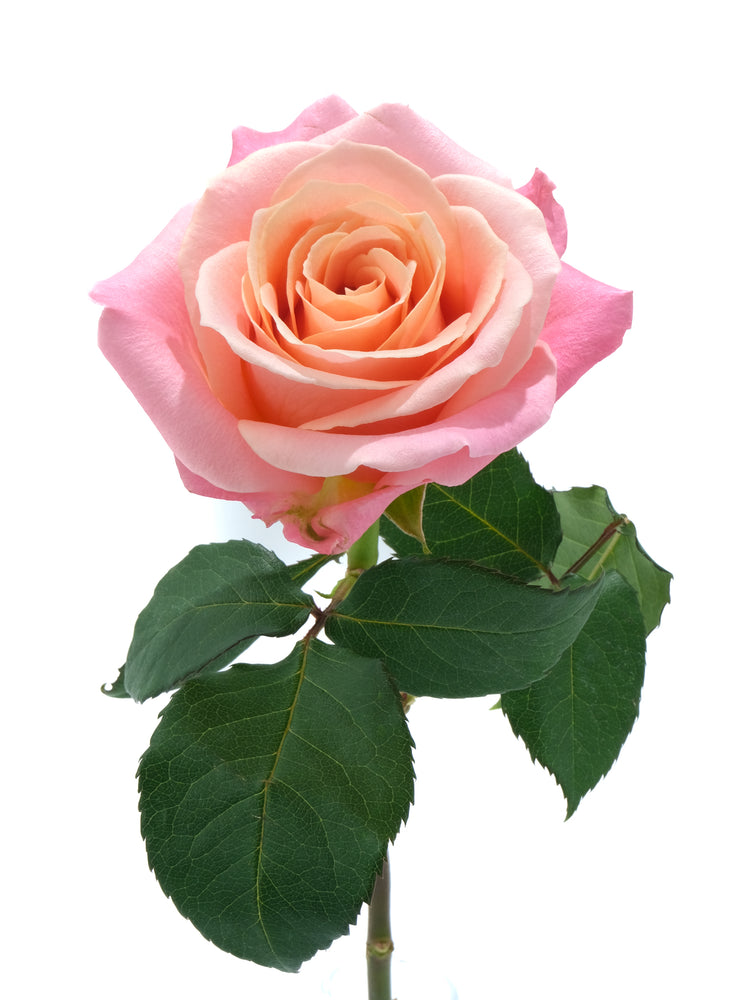 
                  
                    Load image into Gallery viewer, Miss Piggy Rose
                  
                