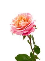 Mayra Peach Rose