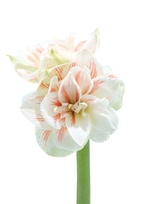 
                  
                    Load image into Gallery viewer, Nymph Amaryllis
                  
                