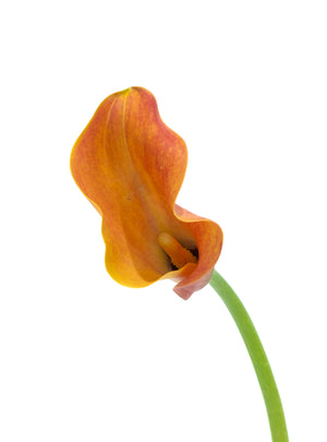 
                  
                    Load image into Gallery viewer, Orange Calla Lily
                  
                