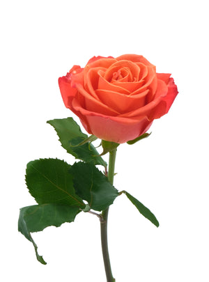 
                  
                    Load image into Gallery viewer, Orange Crush Rose
                  
                
