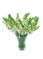 Star of Bethlehem