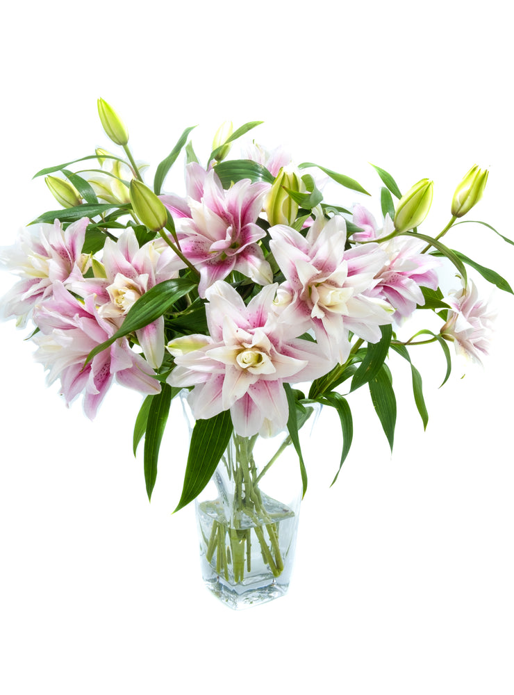 Double Pink Oriental Lily