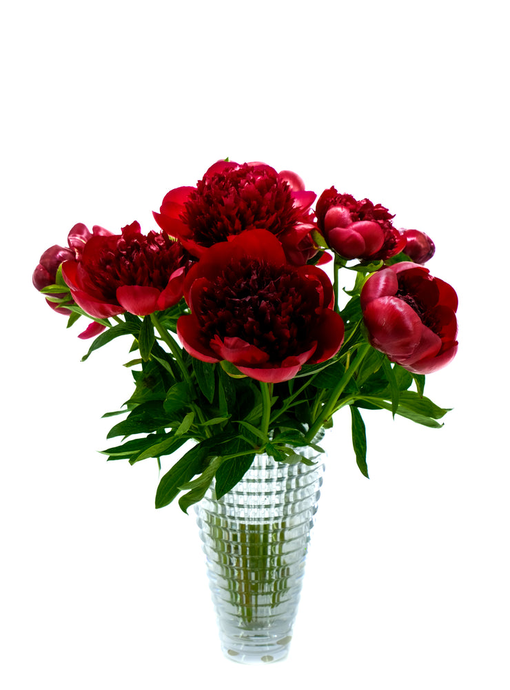 Red Charm Peony