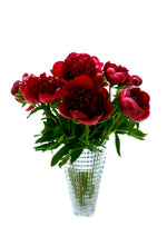 Red Charm Peony