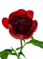 Red Charm Peony