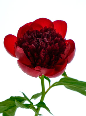 
                  
                    Load image into Gallery viewer, Red Charm Peony
                  
                