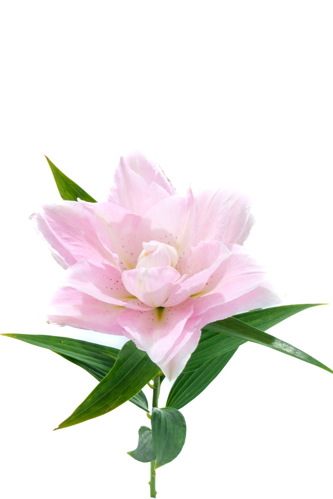 Sarah Bernhardt Oriental Lily