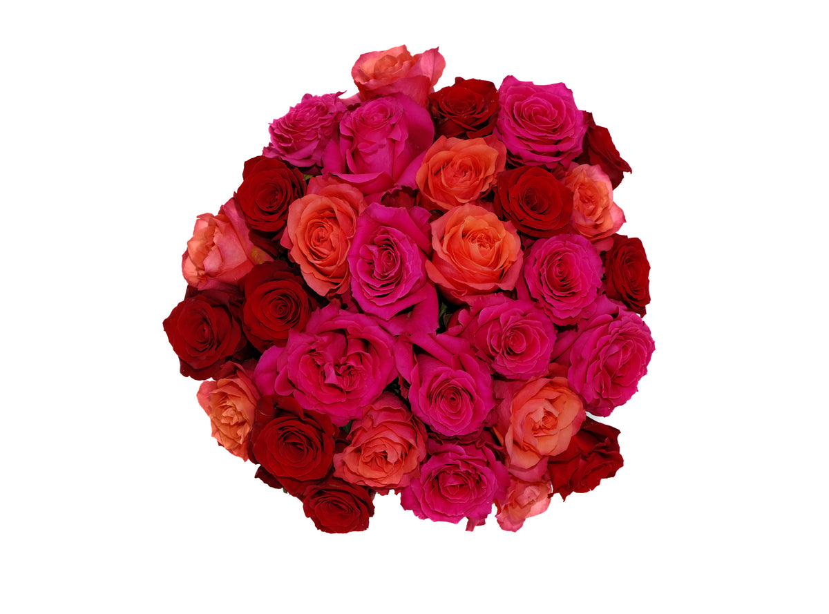 Winner's Circle – Cultivars