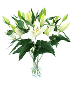 White Oriental Lily