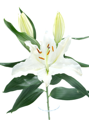 
                  
                    Load image into Gallery viewer, White Oriental Lily
                  
                