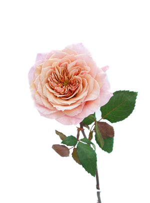 
                  
                    Load image into Gallery viewer, Wabara Miyabi Garden Rose
                  
                