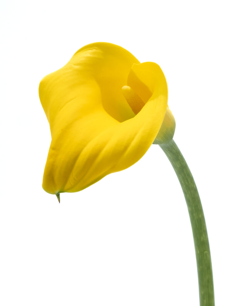 calla lily flower yellow Yellow Calla Lily – Cultivars