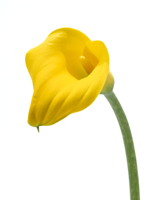
                  
                    Load image into Gallery viewer, Yellow Calla Lily
                  
                