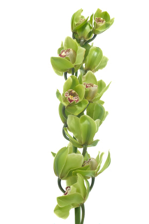
                  
                    Load image into Gallery viewer, Green Cymbidium Orchids
                  
                