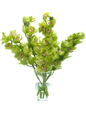 
                  
                    Load image into Gallery viewer, Green Cymbidium Orchids
                  
                