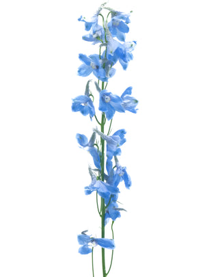 Delphinium Sky Waltz – Cultivars