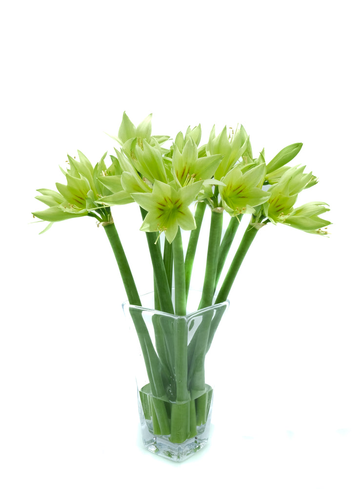 Mini Green Amaryllis