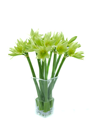 
                  
                    Load image into Gallery viewer, Mini Green Amaryllis
                  
                