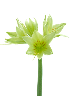 
                  
                    Load image into Gallery viewer, Mini Green Amaryllis
                  
                