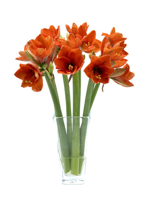 
                  
                    Load image into Gallery viewer, Orange Amaryllis
                  
                