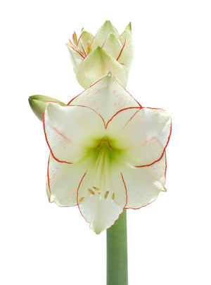 
                  
                    Load image into Gallery viewer, Picasso Amaryllis
                  
                