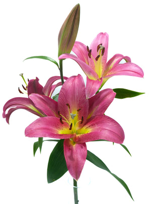 
                  
                    Load image into Gallery viewer, Touchstone Oriental Lily
                  
                